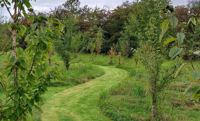 relaxing walk through our bee-friendly woodland, learning about what the bees forage on